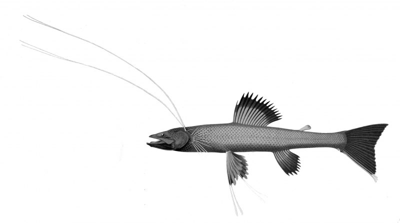 Рыба-тренога (Bathypterois grallator)