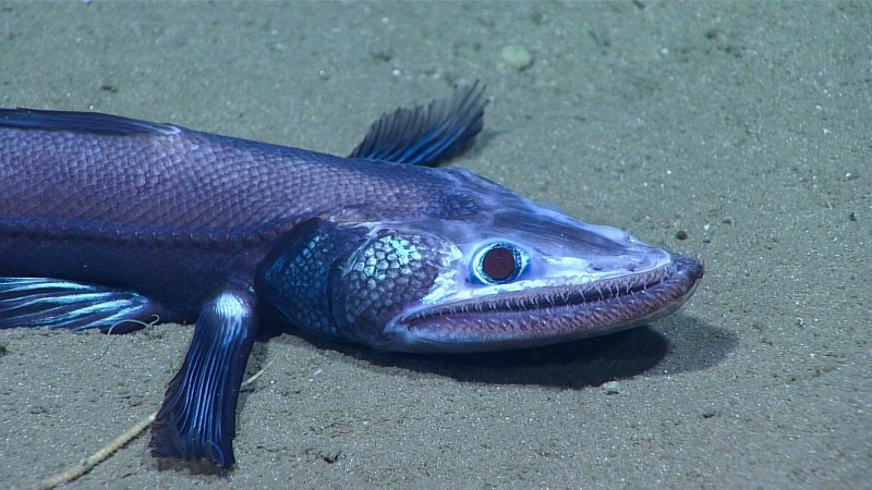 Bathypterois grallator