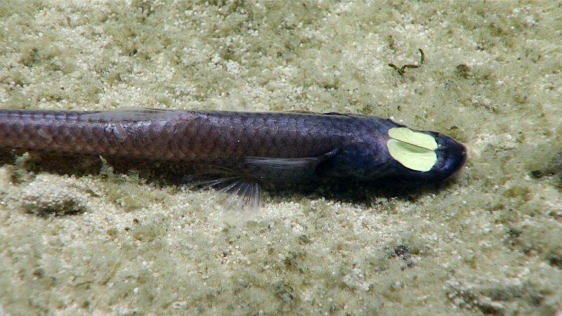 Bathypterois grallator