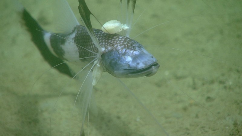 Bathypterois grallator
