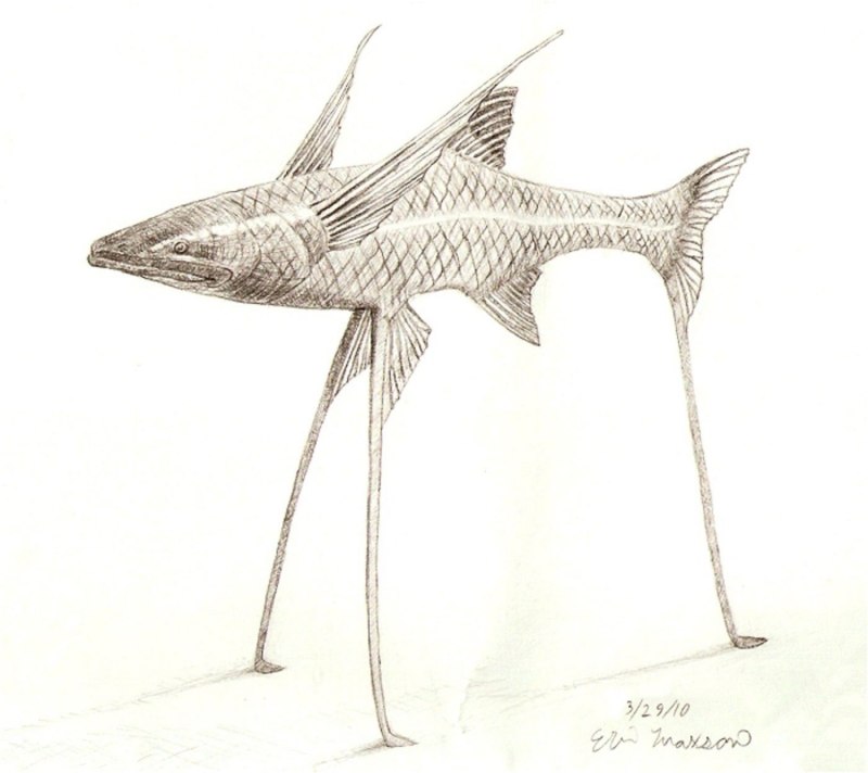 Bathypterois longipes