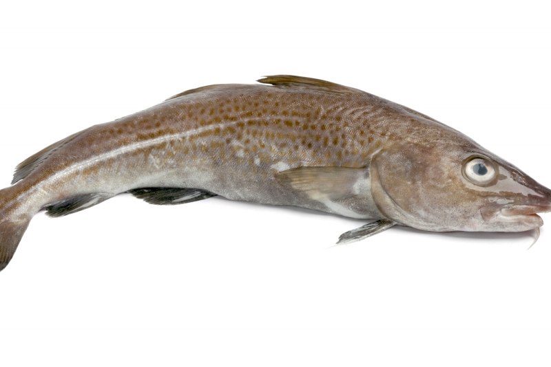 Морской черт удильщик