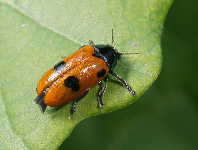 личинка листоеда Plagiodera versicolorea (Larva) (Chrysomelidae) - s.PETERBEURG reg., 2004