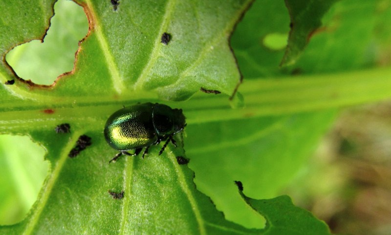 Leaves Damaged by Larvae