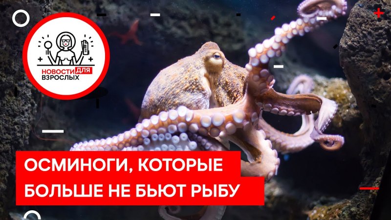 Головоногие Осьминоги