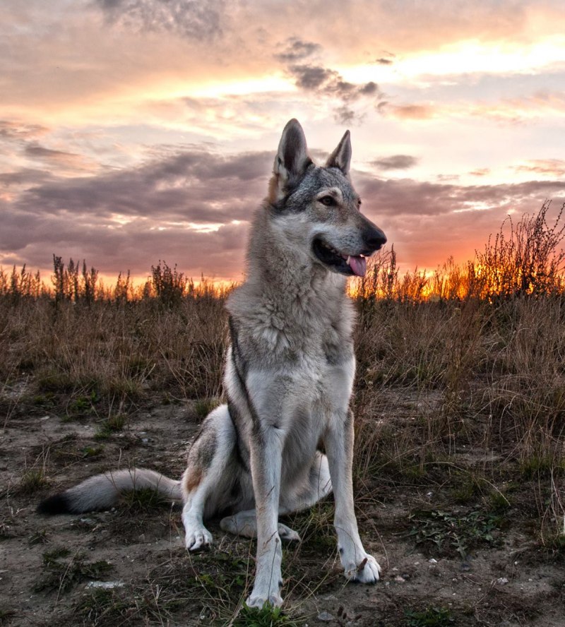 Волчак чешский (73 фото)