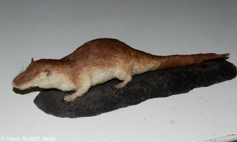 Giant Otter Shrew