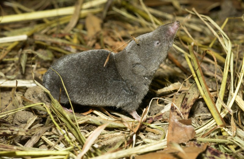 Potamogale Velox