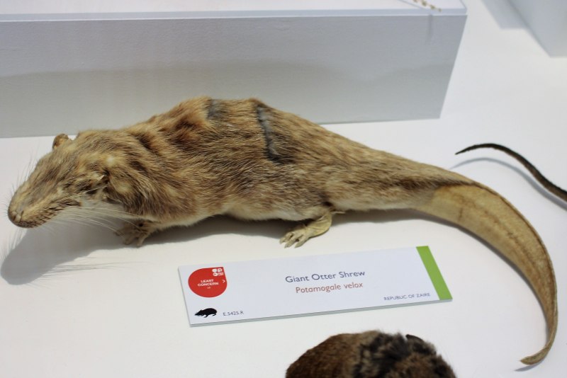 Potamogale Velox