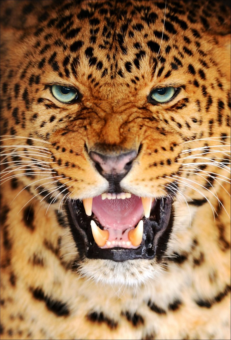 African Leopard profile