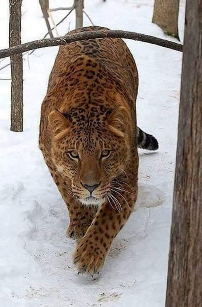 Ягуар и Лев