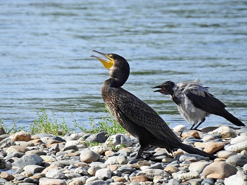 Хохлатый Баклан / Phalacrocorax Aristotelis / European Shag