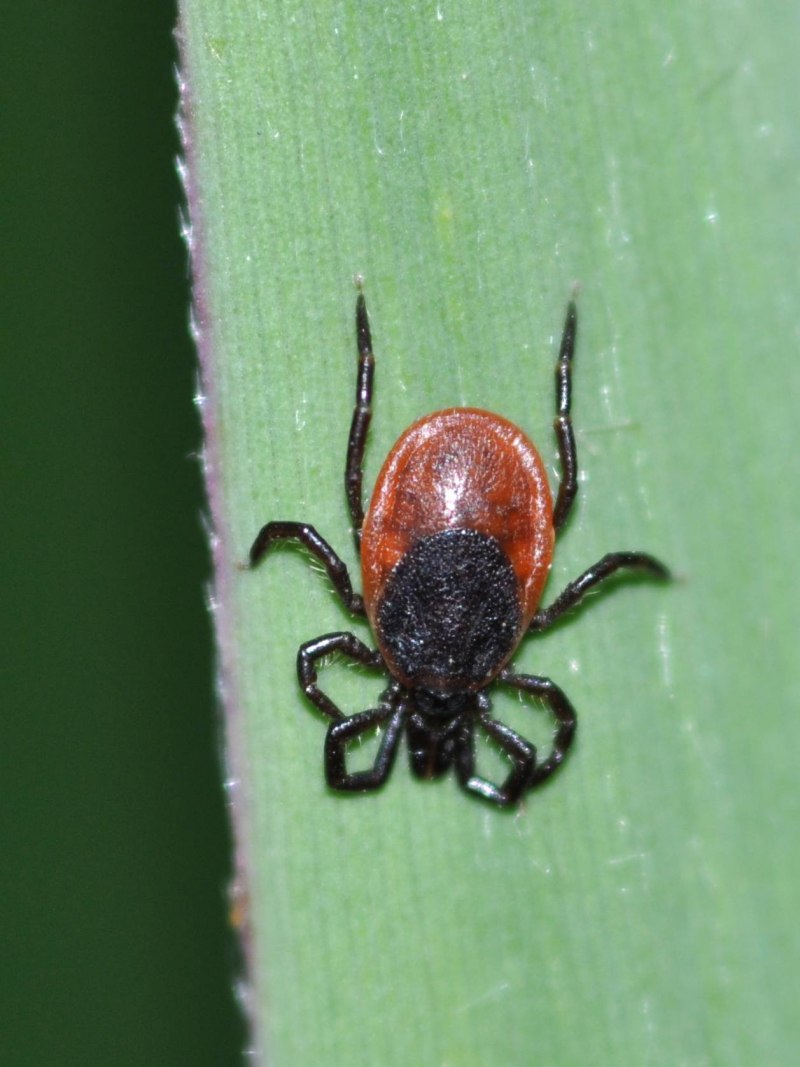 Ixodes Ricinus