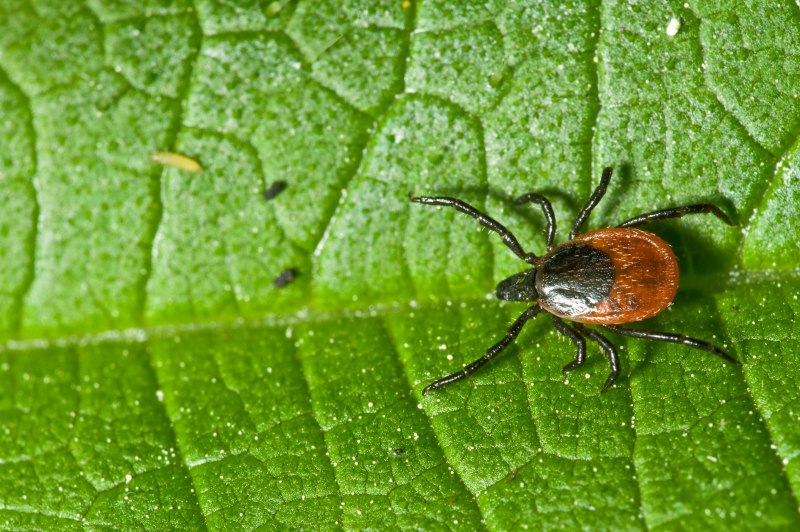 Ixodes Ricinus