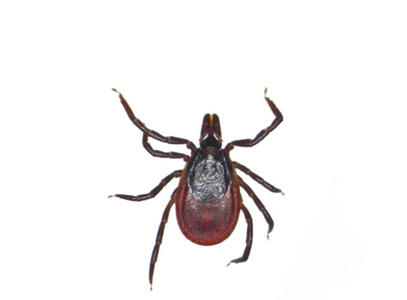 Собачий клещ Ixodes Ricinus