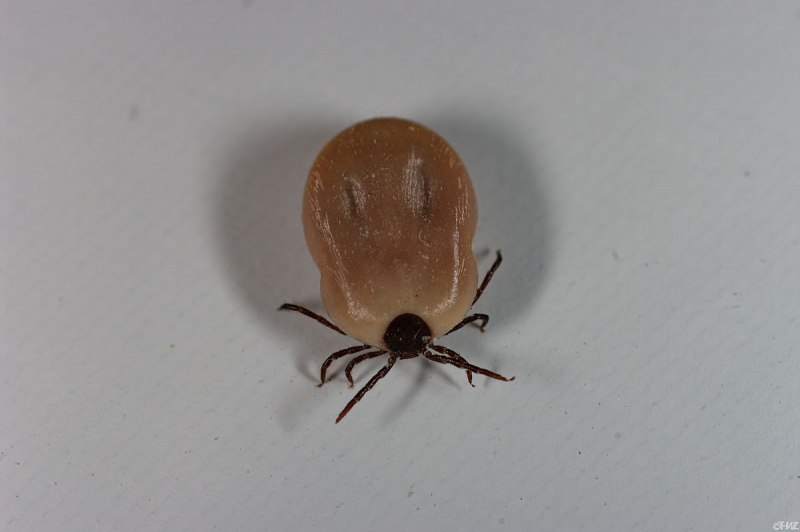 Клещ Ixodes Ricinus