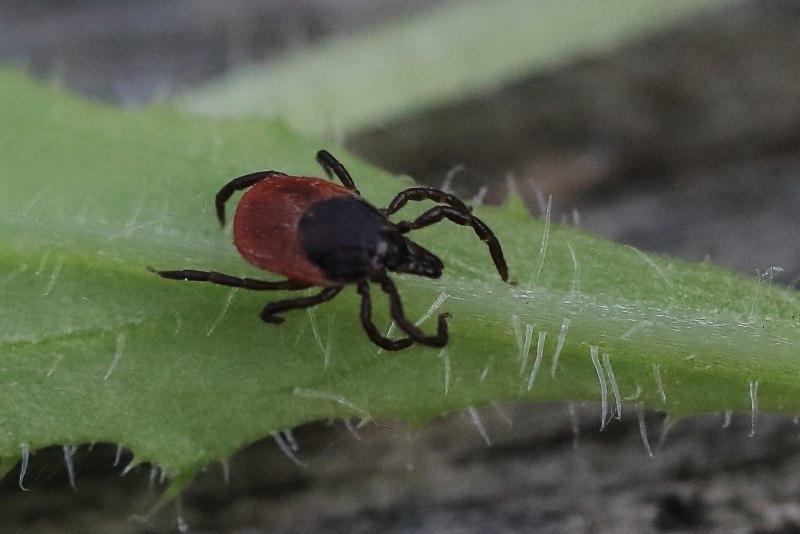 Ixodes Ricinus ареал в Калининградской области