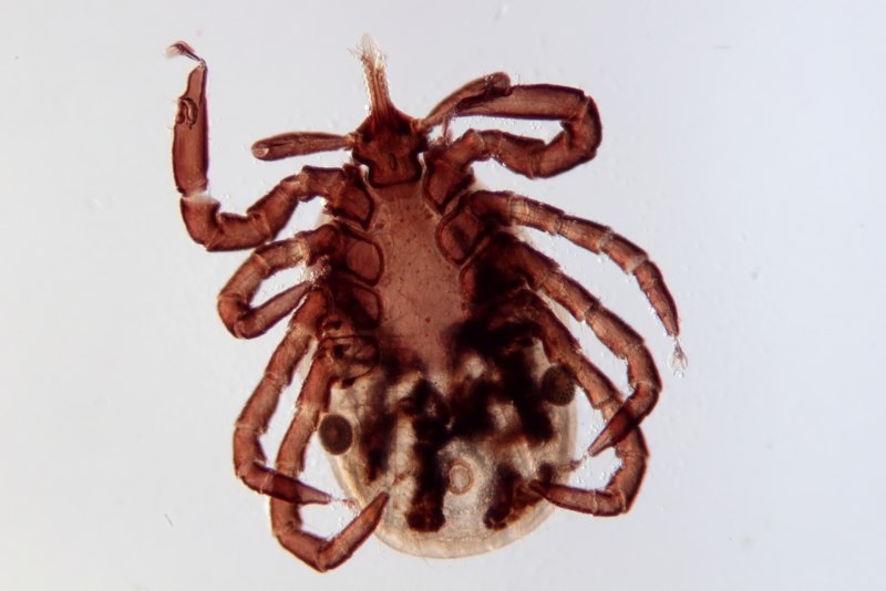 Клещ Ixodes