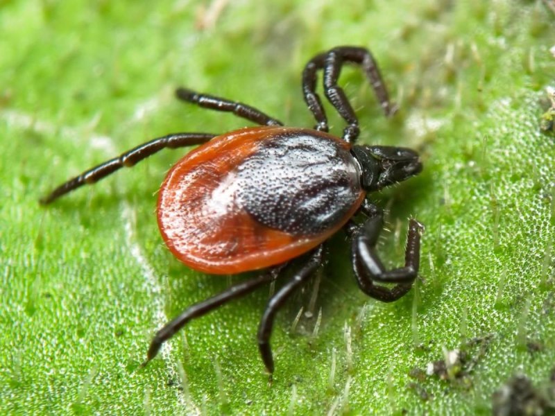 Ixodes Ricinus