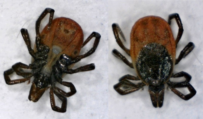 Клещ Ixodes Ricinus
