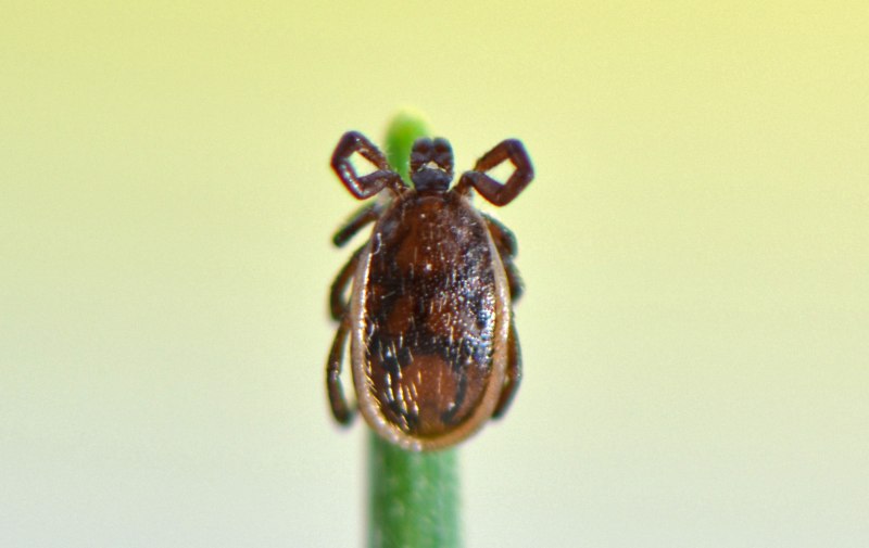 Клещ Ixodes