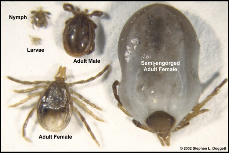 Ixodes Ricinus и Ixodes persulcatus
