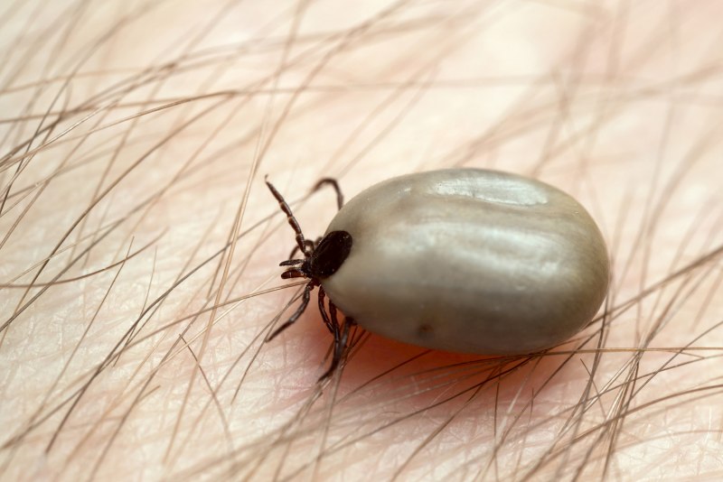 Ixodes Ricinus морфология