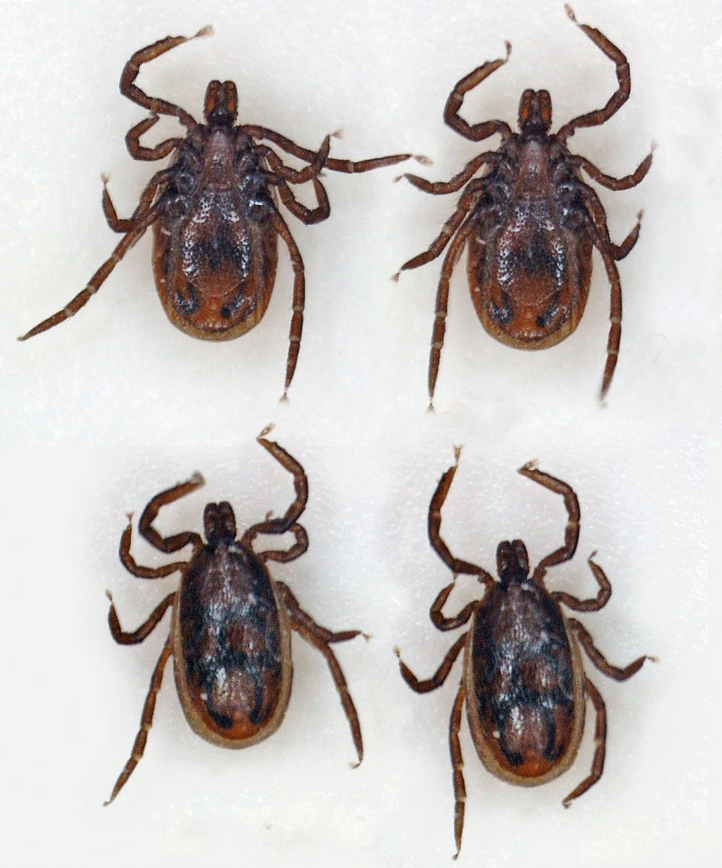 Имаго Ixodes