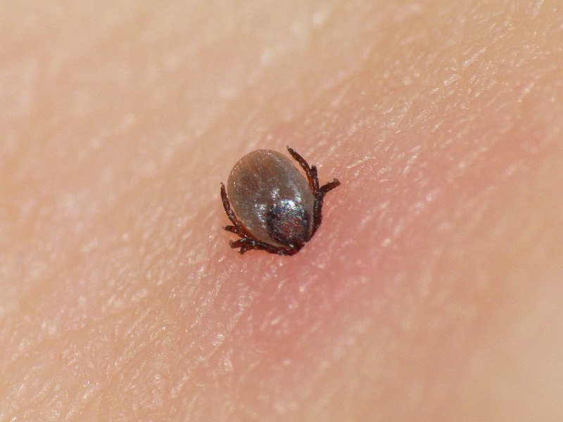 Клещ Ixodes Ricinus