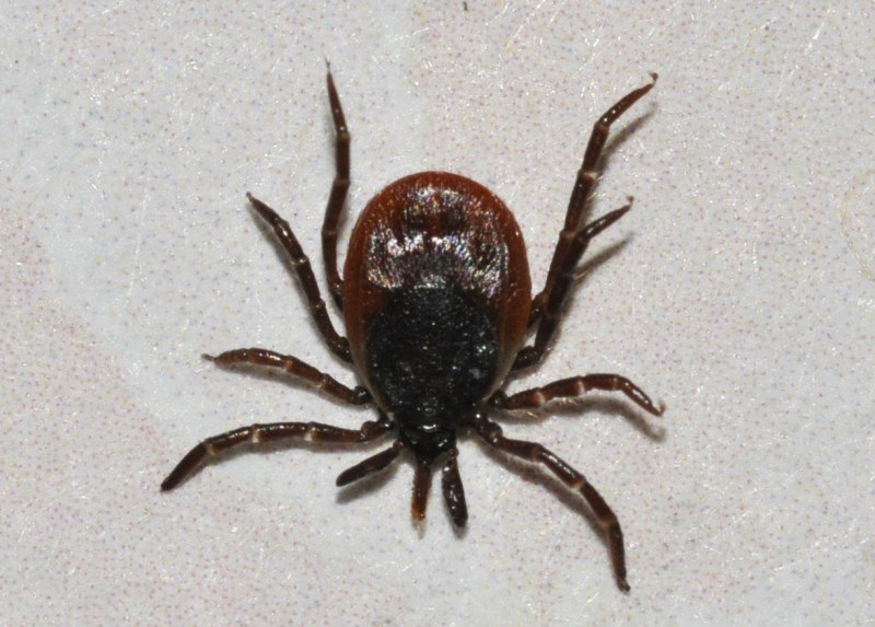 Ixodes Ricinus ротовой аппарат