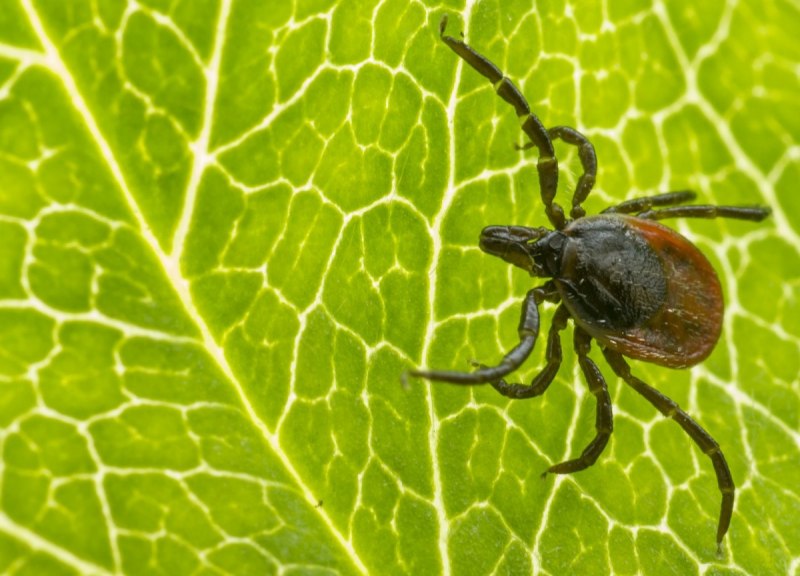 Клещи Ixodes dammini