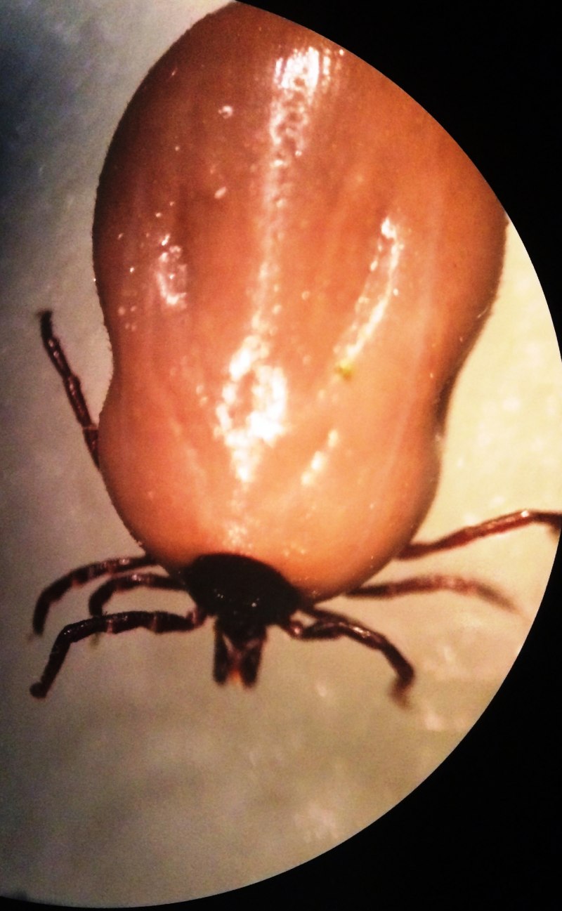 Ixodes Ricinus самец