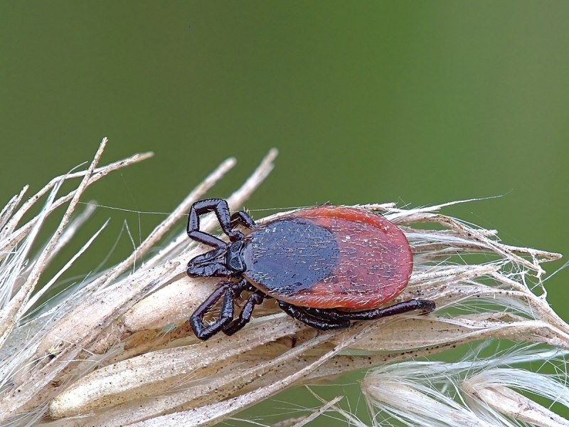 Клещи Ixodes