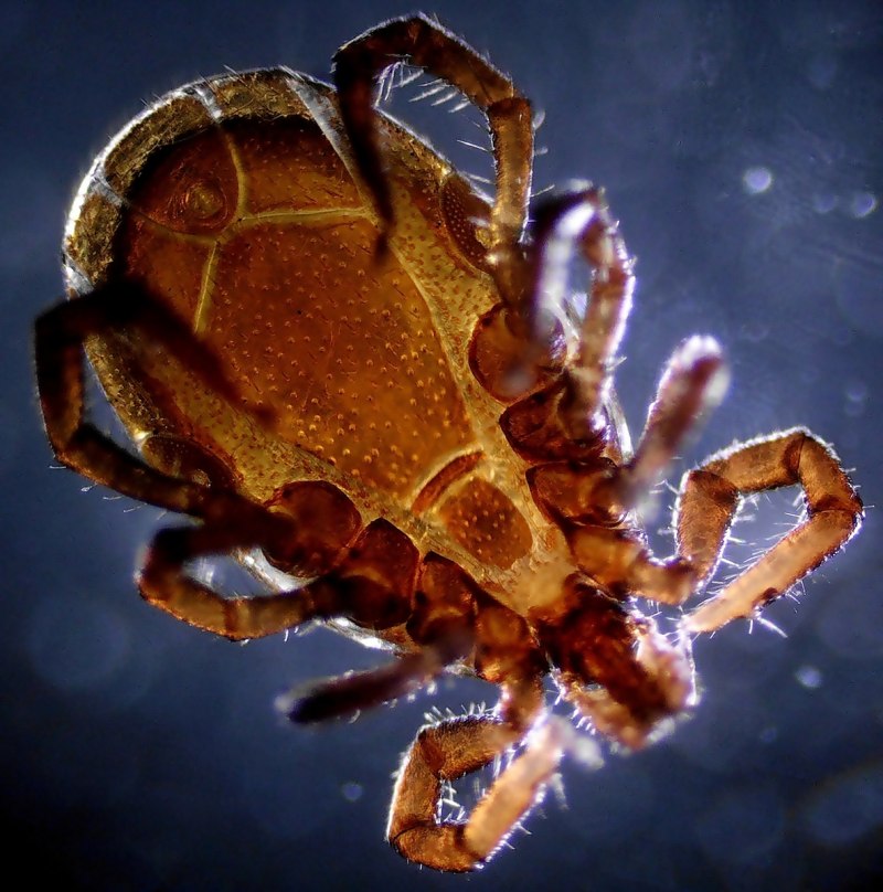 Ixodes Ricinus