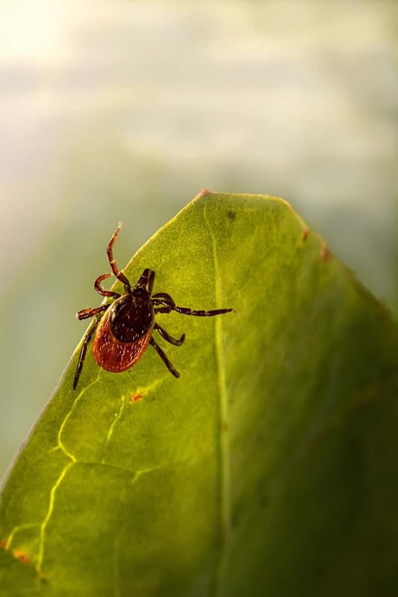 Ixodes hexagonus