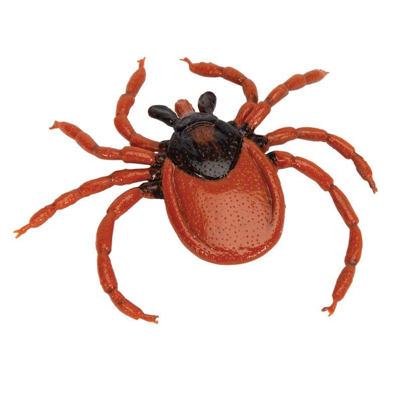 Ixodes Ricinus