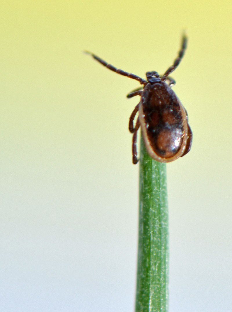Ixodes dammini