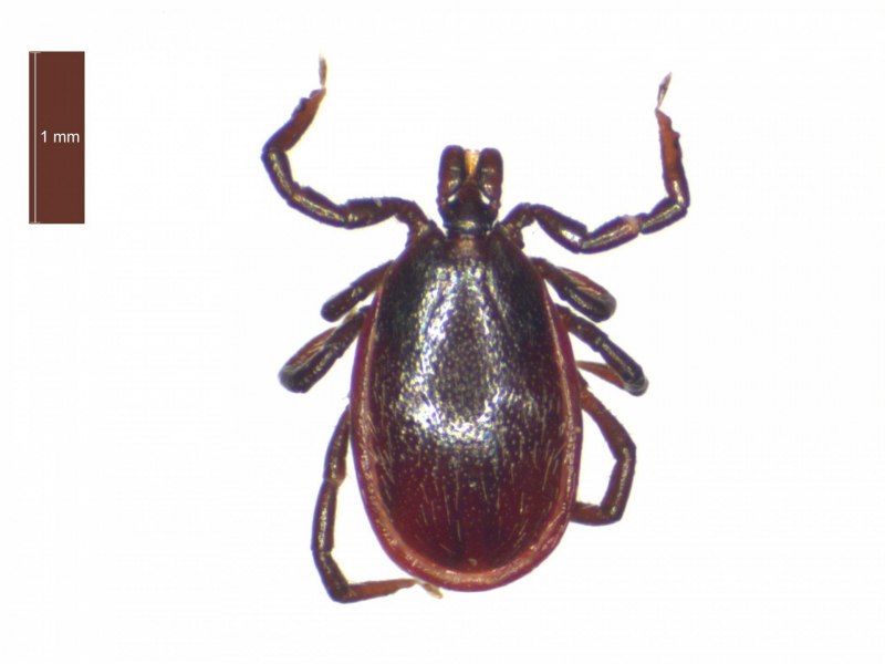Ixodes Ricinus