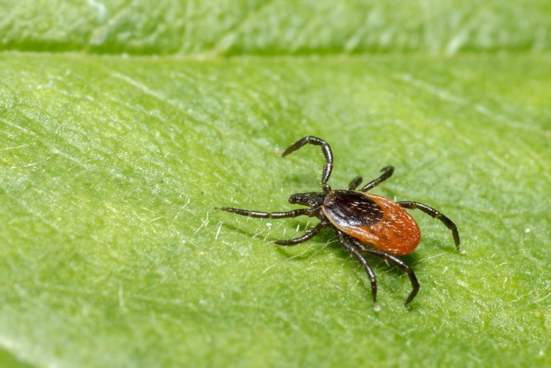 Ixodes Ricinus самец