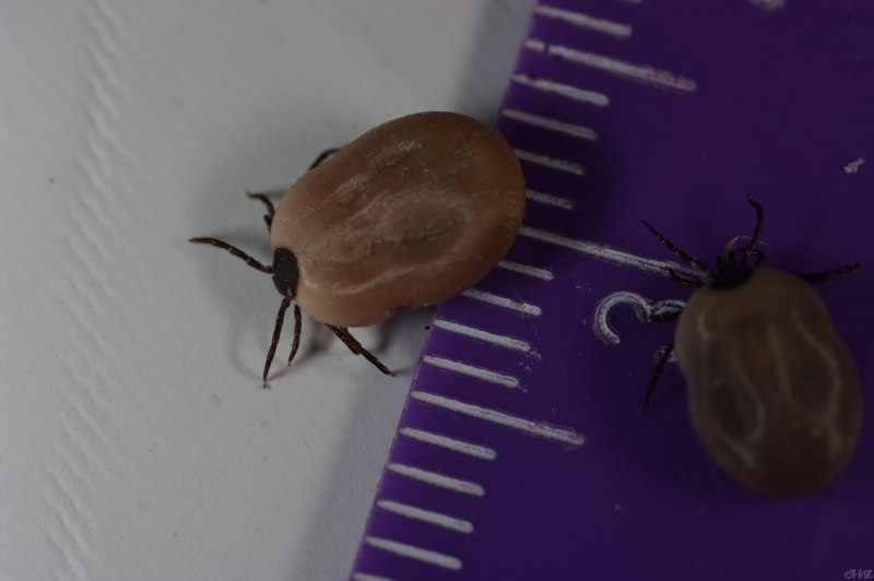 Ixodes Ricinus