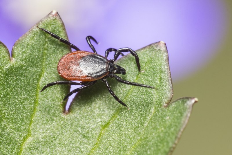 Собачий клещ Ixodes Ricinus