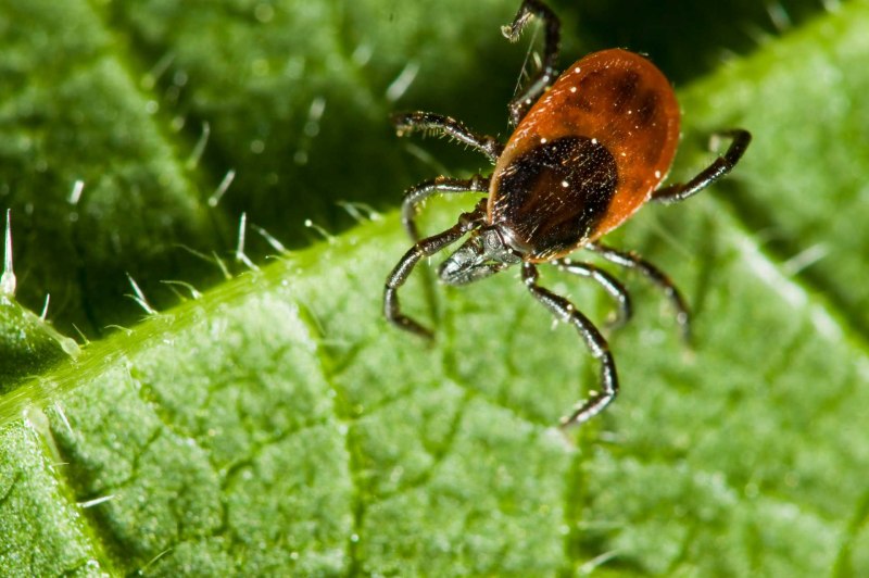 Ixodidae иксодовые клещи