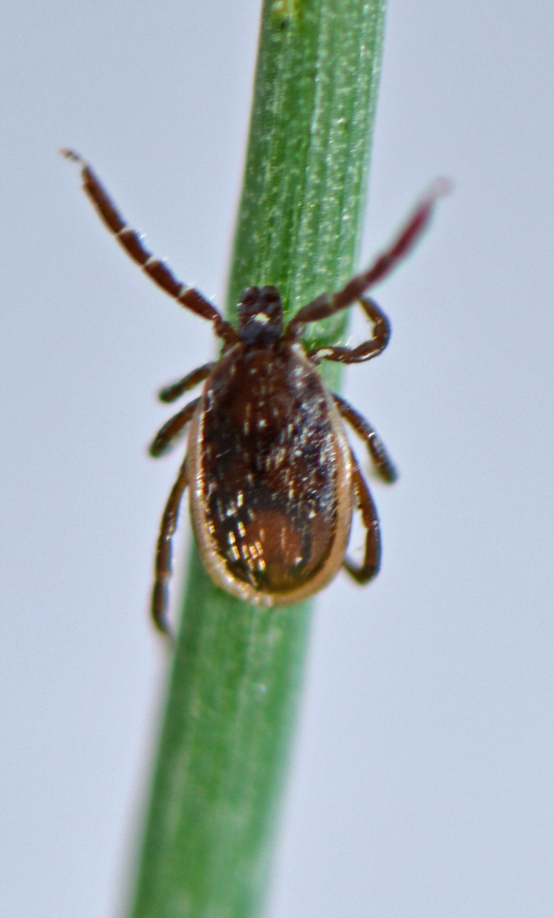 Ixodes Ricinus Википедия