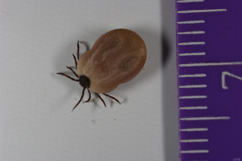 Ricinus клещ