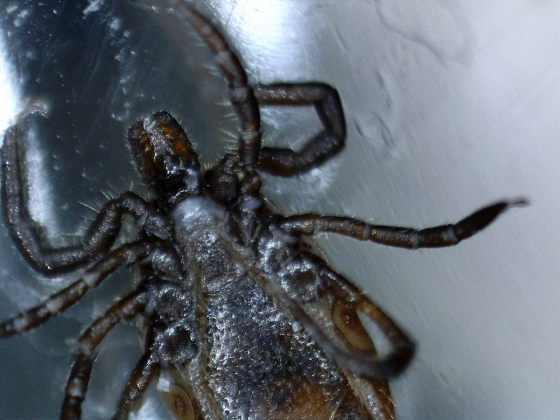 Клещ Ixodes Ricinus