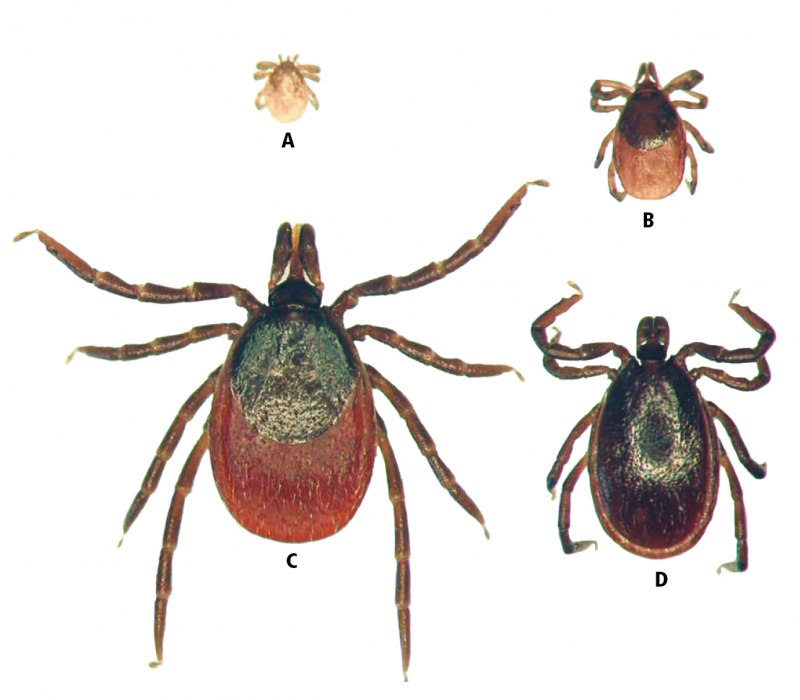Ixodes Ricinus и Ixodes persulcatus