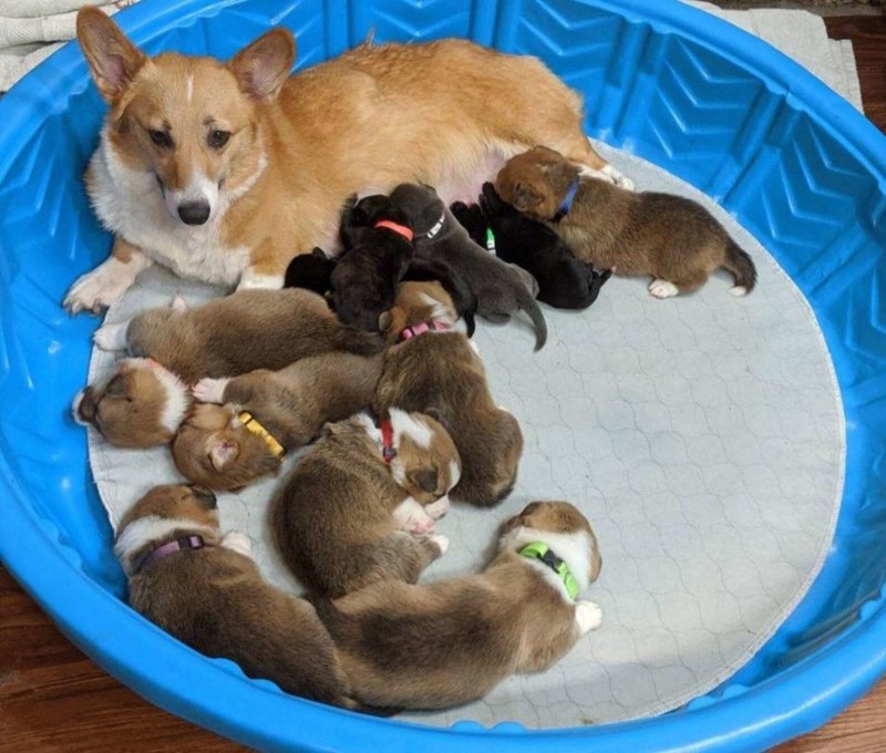 Бейби корги