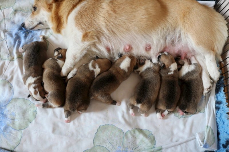 Щенок корги 2 месяца