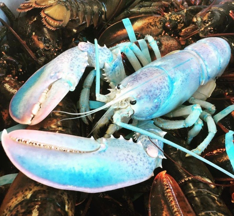 Омар рифовый Enoplometopus debelius