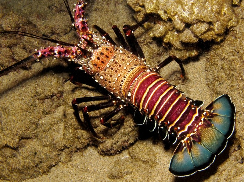 Омара Homarus capensis